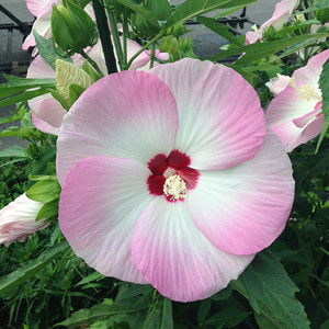 Hibiscus moscheoutos Fuyin.jpeg