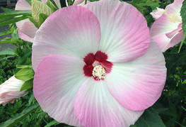 Hibiscus moscheutos Fujin® 'Akata204' - močvirski hibiskus