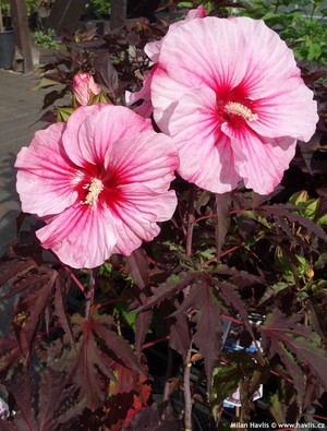 Hibiscus moscheutos Carousel Pink Candy.jpeg