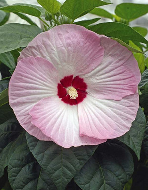 Hibiscus moscheutos Luna Pink Swirl.jpg