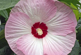 Hibiscus moscheutos 'Luna F1 Pink Swirl' - močvirski hibiskus