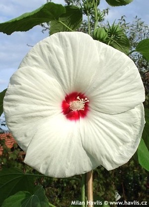 Hibiscus moscheutos Old Yella.jpeg
