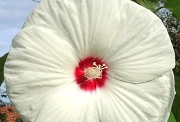 Hibiscus moscheutos 'Old Yella' - močvirski hibiskus