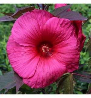 Hibiscus moscheutos Planet Griotte Tangri.jpg