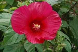 Hibiscus moscheutos Robert Fleming.jpg