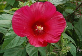 Hibiscus moscheutos 'Robert Fleming' - močvirski hibiskus