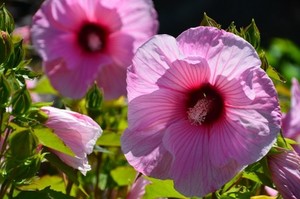 Hibiscus moscheutous Planet Solene Tansol.jpg