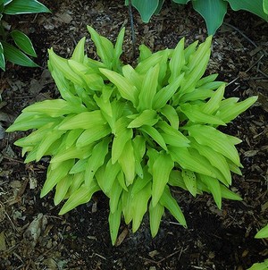 Hosta Bitsy Gold.jpg