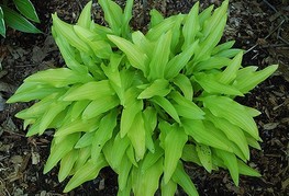 Hosta 'Bitsy Gold' - hosta, funkija