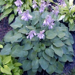 Hosta Blue Cadet.jpg