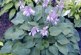 Hosta 'Blue Cadet' - hosta, funkija