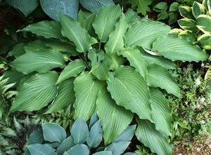 Hosta Cutting Edge.jpg