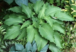 Hosta 'Cutting Edge' - hosta, funkija