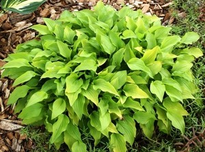 Hosta Feather Boa.JPG