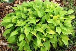 Hosta 'Feather Boa' - hosta, funkija