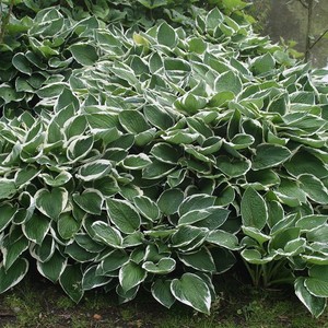 Hosta Francee.jpg