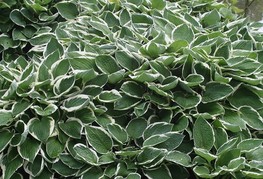 Hosta 'Francee' - hosta, funkija