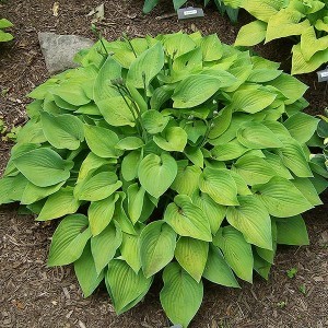 Hosta Gold Edger.jpeg