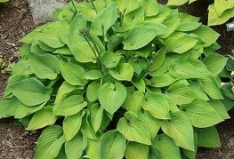 Hosta 'Gold Edger' - hosta, funkija