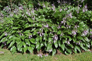 Hosta Lancifolia.jpg