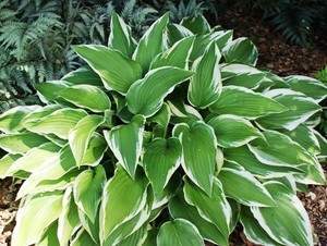 Hosta Moerheim.jpg