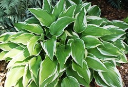 Hosta 'Moerheim' - hosta, funkija