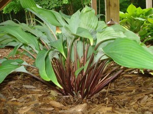 Hosta Red October.jpg