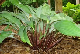 Hosta 'Red October' - hosta, funkija