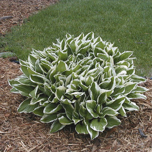 Hosta Undulata Albomarginata.jpg
