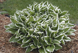 Hosta 'Undulata Albomarginata' - hosta, funkija