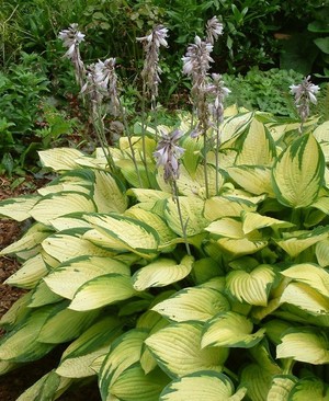 Hosta fortunei Gold Standard.jpg