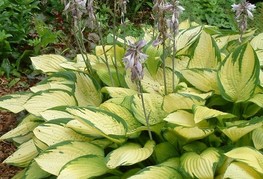 Hosta fortunei 'Gold Standard' - hosta, funkija