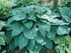 Hosta hybrida Blue Angel.jpg