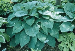 Hosta hybrida 'Blue Angel' - hosta, funkija