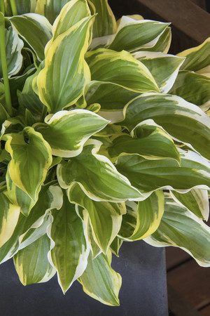 Hosta hybrida So Sweet.jpg