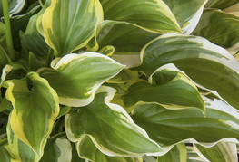 Hosta hybrida 'So Sweet' - hosta, funkija