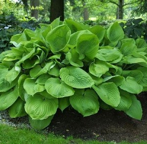 Hosta hybrida Sum and Substance.jpg