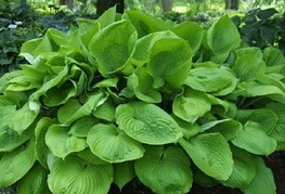 Hosta hybrida 'Sum and Substance' - hosta, funkija