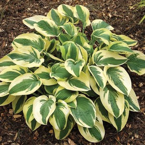 Hosta hybrida Wide Brim.jpg