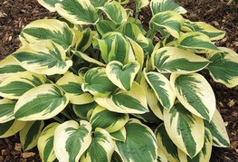 Hosta hybrida 'Wide Brim' - hosta, funkija