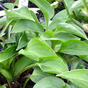 Hosta-nakaiana.jpg