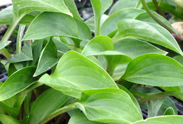 Hosta nakaiana - hosta, funkija