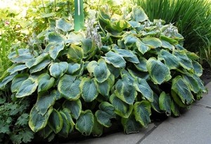 Hosta sieboldiana Frances Wiliams.jpg