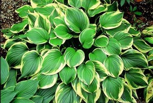 Hosta-ventricosa-Aureomarginata.jpg