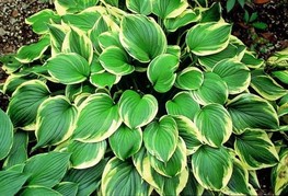 Hosta ventricosa 'Aureomarginata' - hosta, funkija