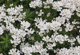 Iberis sempervirens 'Fischbeck' - grenik