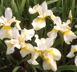 Iris sibirica Butter and Sugar 1.jpg