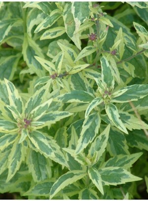 Kalimeris yomena Shogun.jpg