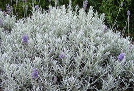 Lavandula x chaytoriae 'Richard Gray' - sivka, lavanda