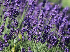 Lavandula angustifolia Hidcote Blue.jpg